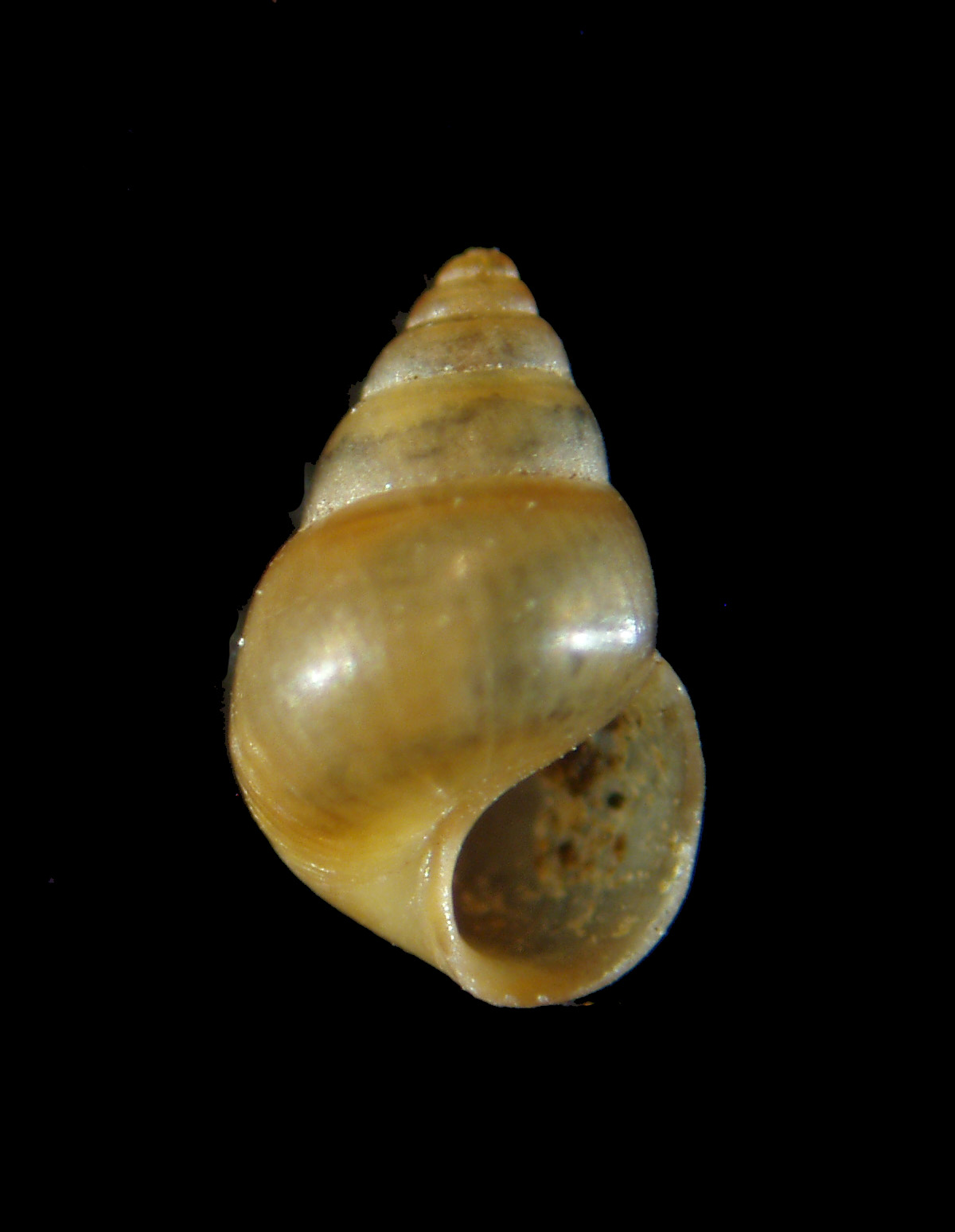 Assiminea